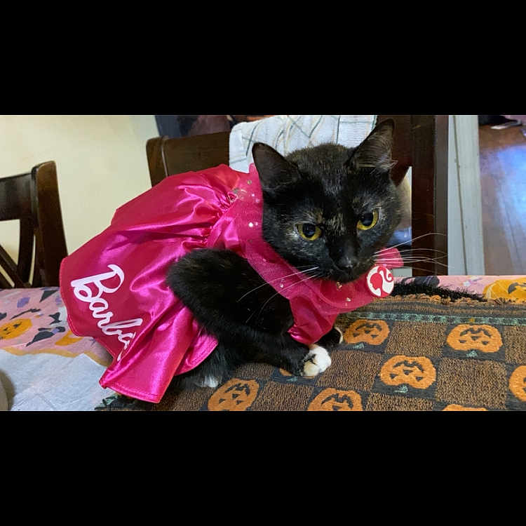 Barbie joined the competition — help win amazing prizes! black_cat, cat, pet, animal, costume, barbie, pink_dress, table, blanket, pumpkin_pattern, halloween, indoor, furniture, chair, domestic_animal, cute, curious, resting, cloth, wearing