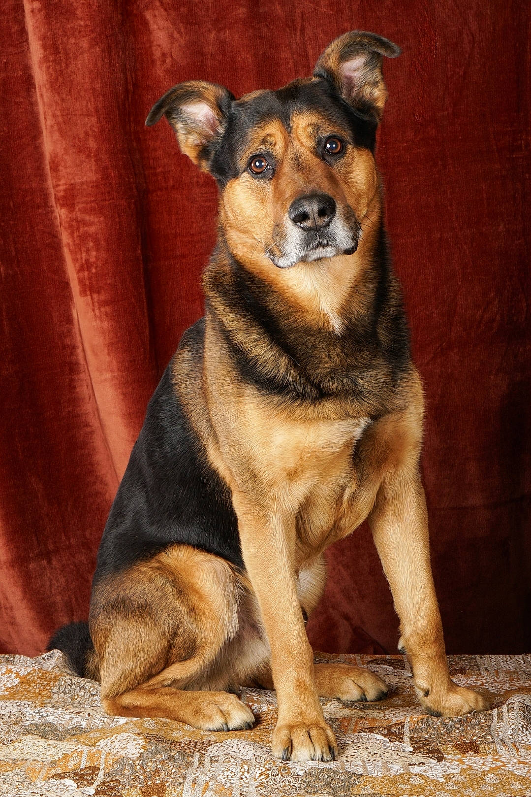 Nawak a rejoint le concours — aidez-le/la à gagner de superbes lots ! animal, beagle, canine, dog, germanshepherd, hound, husky, labradorretriever, pet, policedog, puppy, snout