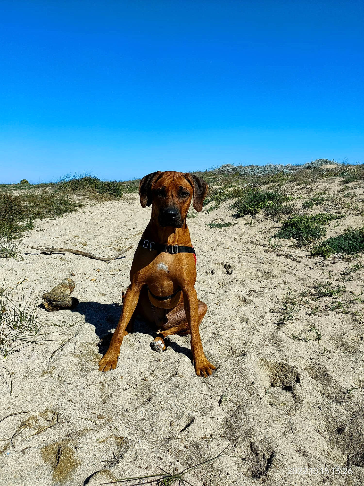 Shadow participe au concours pour gagner de l'argent avec cette photo : adventure, canidae, carnivore, companion_dog, dog, dog_breed, fawn, hill, horizon, landscape, liver, plant, rock, sand, sky, soil, sporting_group, terrestrial_animal, wildlife, working_animal