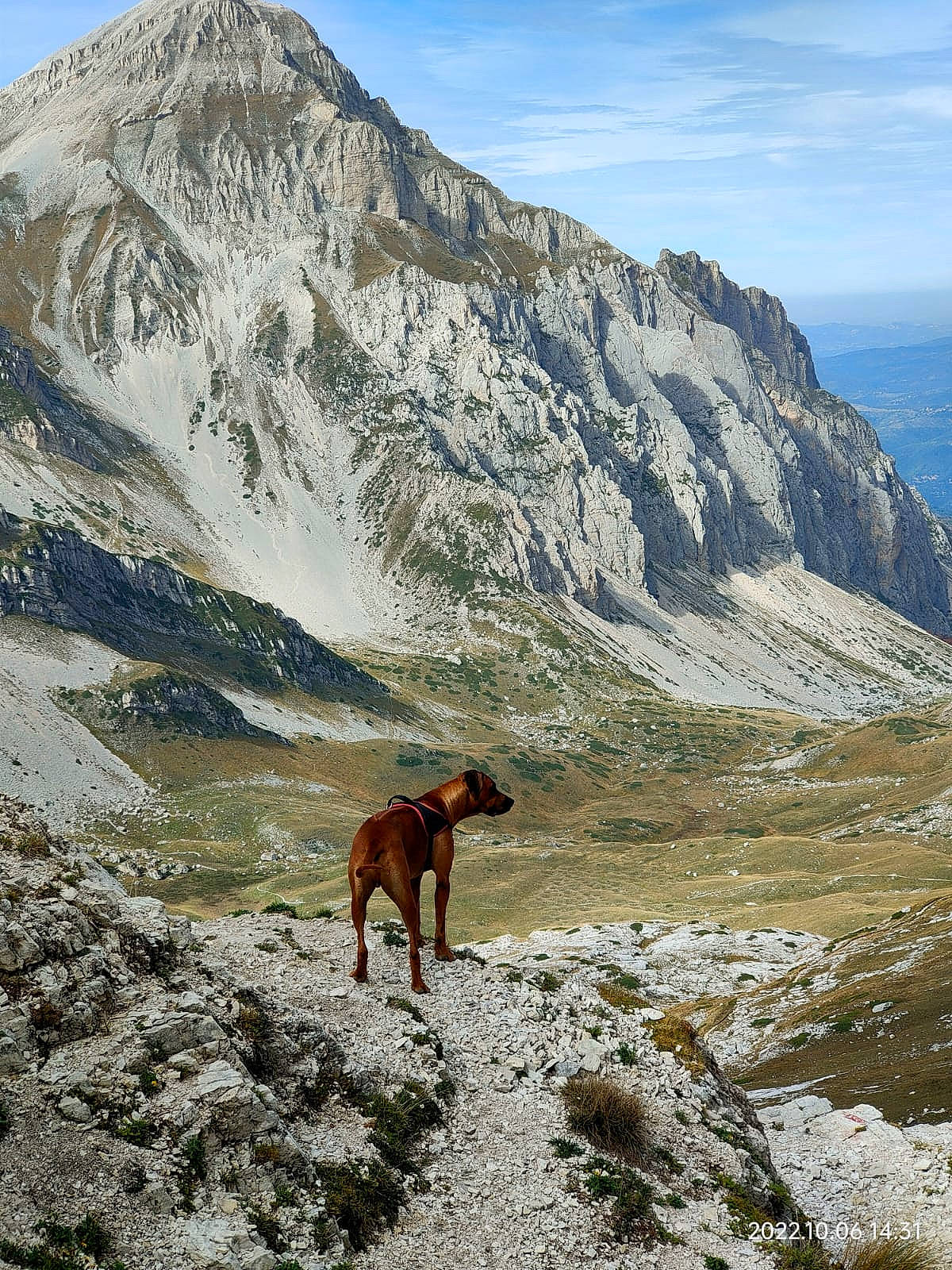 Shadow a rejoint le concours — aidez-le/la à gagner de superbes lots ! carnivore, cloud, dog_breed, fell, grassland, highland, hill, horse, landscape, liver, mountain, mountain_range, mountainous_landforms, natural_landscape, pack_animal, pasture, plateau, sky, slope, working_animal