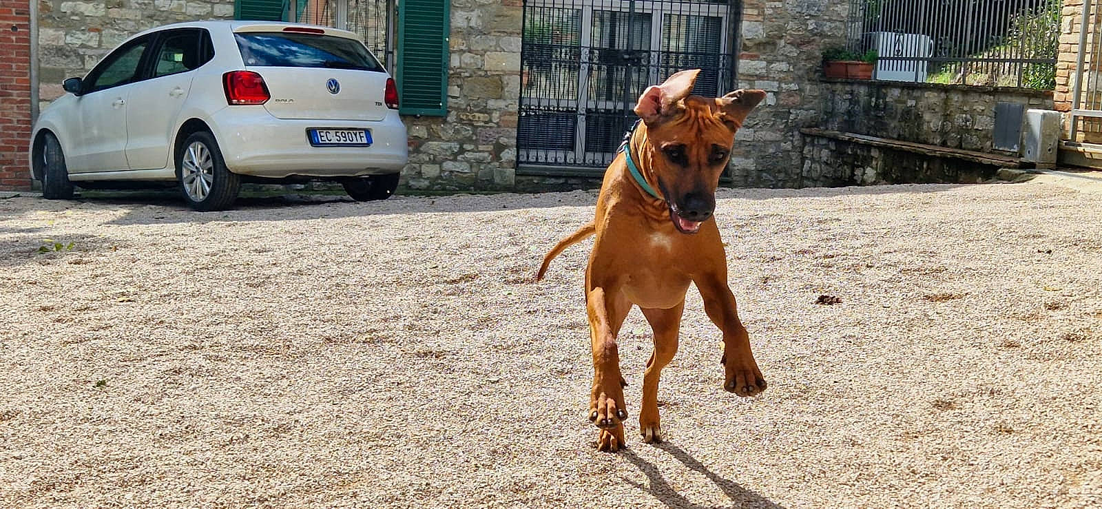 Shadow participe au concours pour gagner de l'argent avec cette photo : automotive_tail_brake_light, car, carnivore, collar, dog, dog_breed, dog_collar, dog_supply, door, family_car, fawn, liver, pet_supply, plant, tire, vehicle, vehicle_door, vehicle_registration_plate, wheel, working_animal