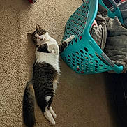 Tommy is registered to the contest to win money with this photo: animal, blanket, carpet, cat, cozy, curious, domestic, feline, floor, fur, home, indoor, laundry_basket, paw, pet, relaxed, resting, stretching, tabby, white