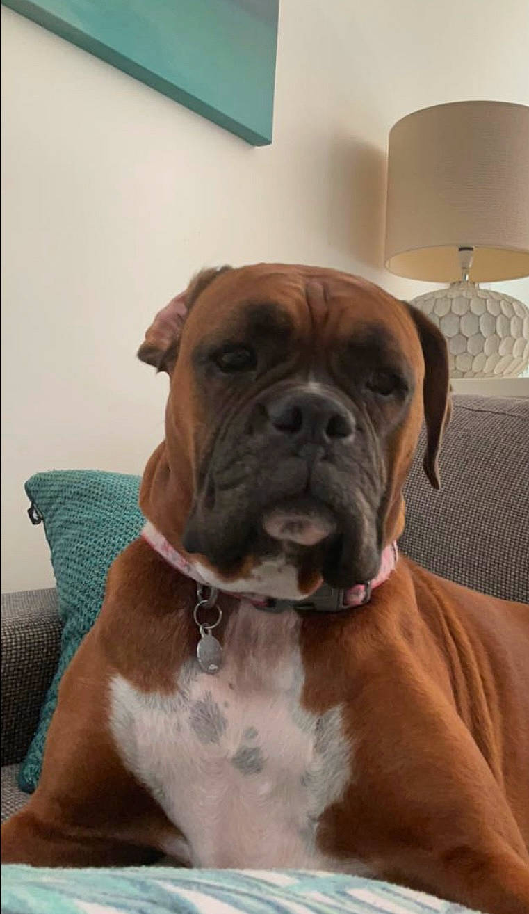 Chilli is registered to the contest to win money with this photo: ancient_dog_breeds, boxer, canidae, carnivore, collar, companion_dog, dog, dog_breed, dog_collar, fawn, giant_dog_breed, lamp, liver, molosser, snout, sporting_group, whiskers, working_animal, working_dog, wrinkle