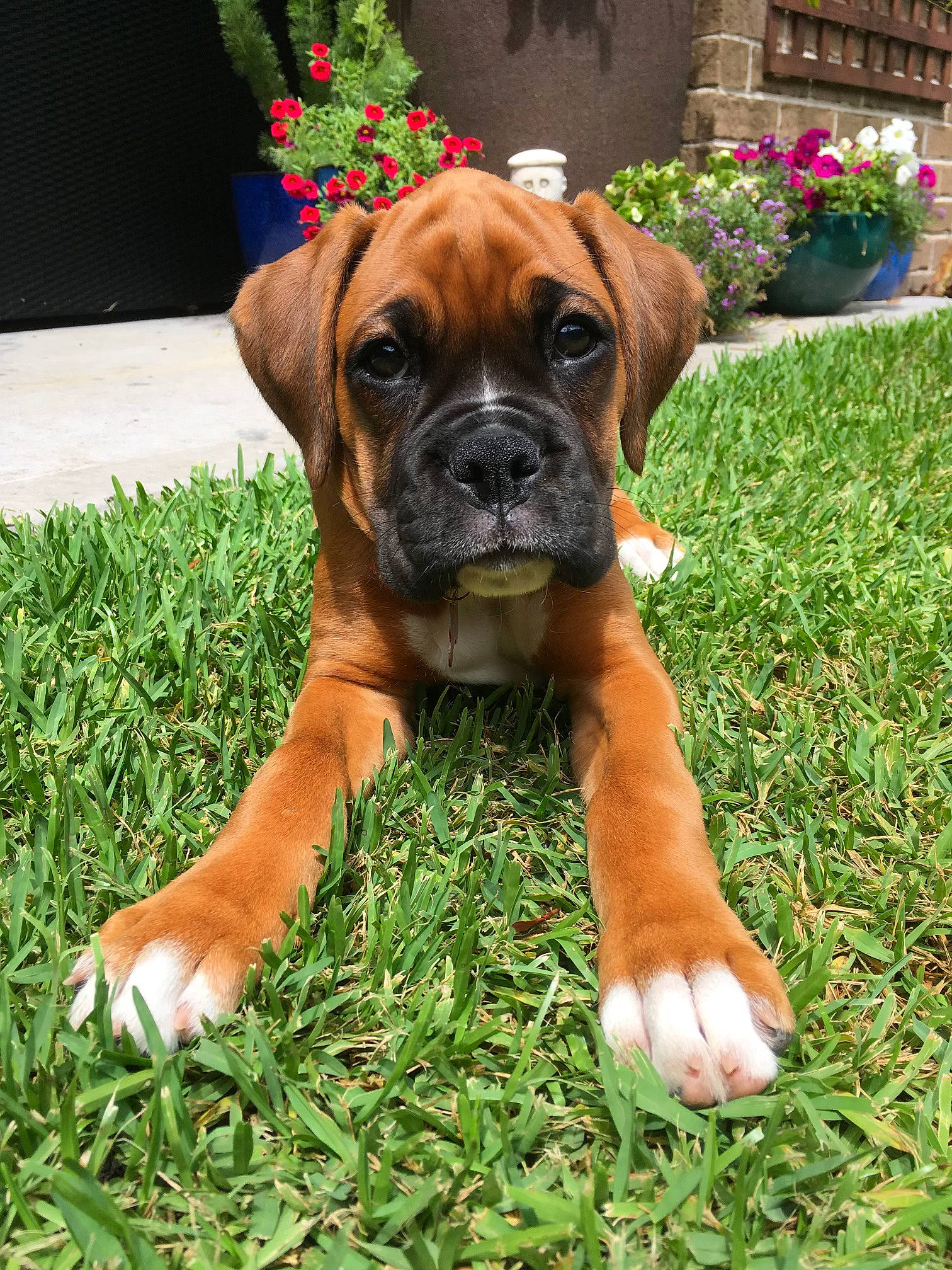 Chilli is registered to the contest to win money with this photo: boxer, building, canidae, carnivore, companion_dog, dog, dog_breed, fawn, flowerpot, grass, groundcover, houseplant, liver, molosser, plant, snout, sporting_group, working_animal, working_dog, wrinkle