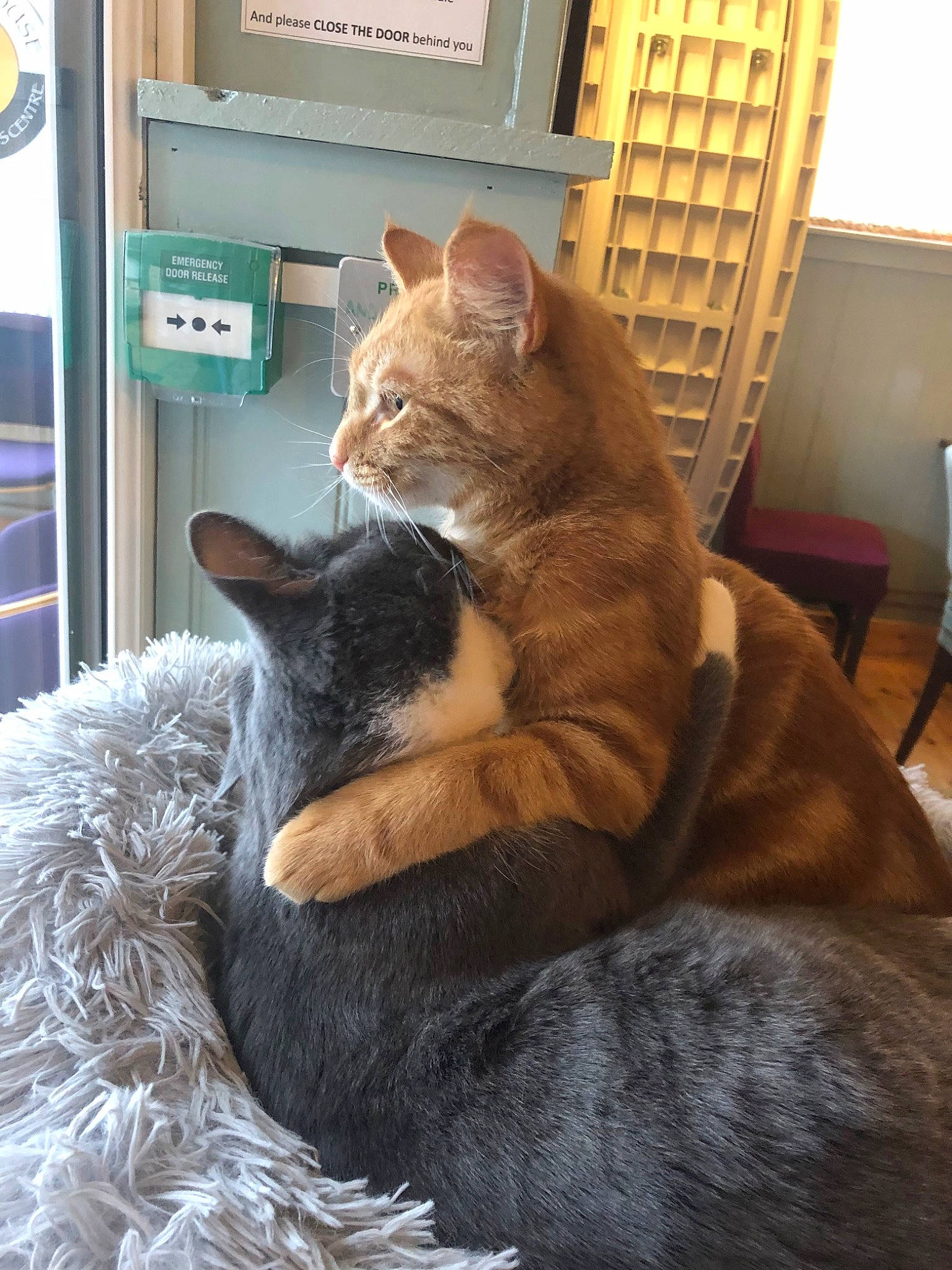 Dave is registered to the contest to win money with this photo: carnivore, cat, cat_supply, chair, claw, comfort, domestic_short_haired_cat, felidae, fur, hardwood, paw, room, shelf, sitting, small_to_medium_sized_cats, snout, tail, whiskers, window, wood