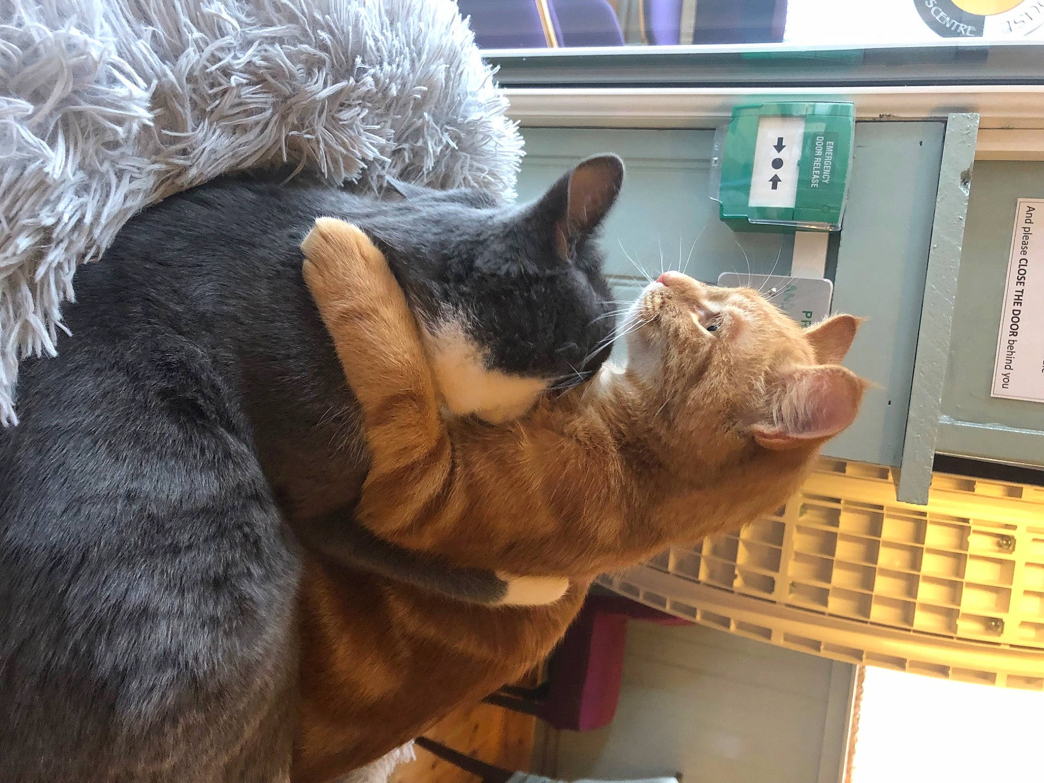 Dave joined the competition — help win amazing prizes! carnivore, cat, cat_supply, claw, comfort, domestic_short_haired_cat, ear, fawn, felidae, fur, mammal, nap, paw, small_to_medium_sized_cats, snout, tail, vertebrate, whiskers