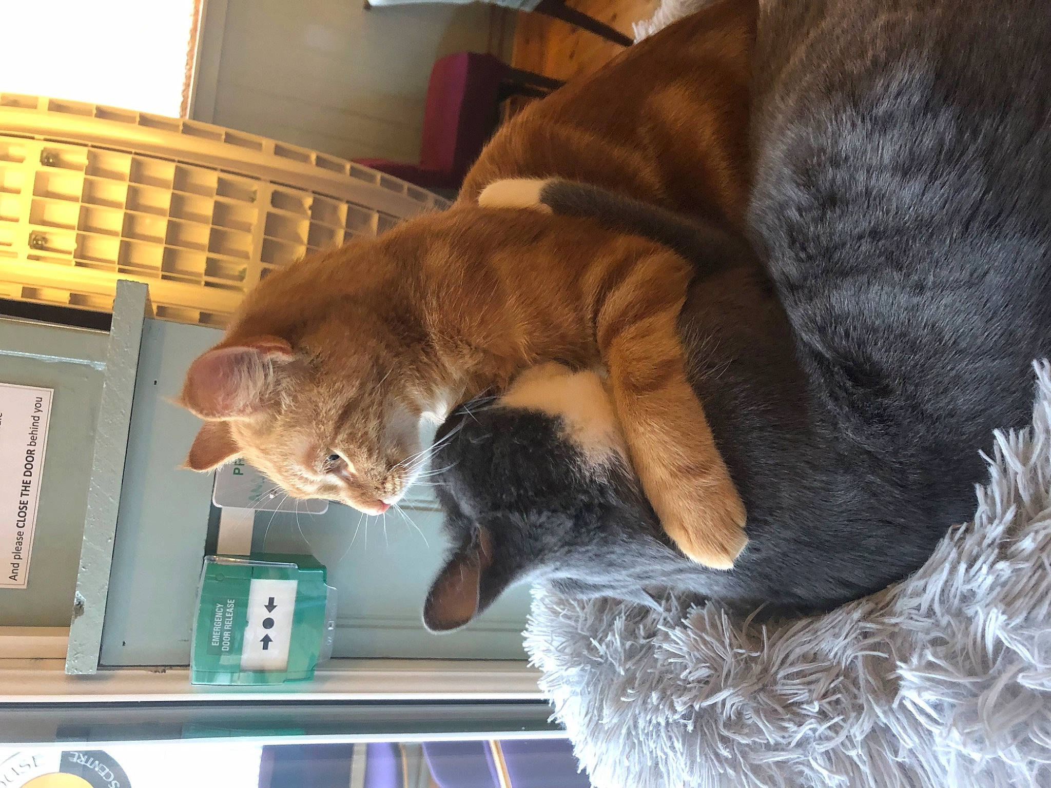 Dave is registered to the contest to win money with this photo: bookcase, carnivore, cat, comfort, companion_dog, dog_breed, domestic_short_haired_cat, ear, fawn, felidae, fur, hardwood, room, shelf, small_to_medium_sized_cats, snout, sporting_group, tail, whiskers, wood