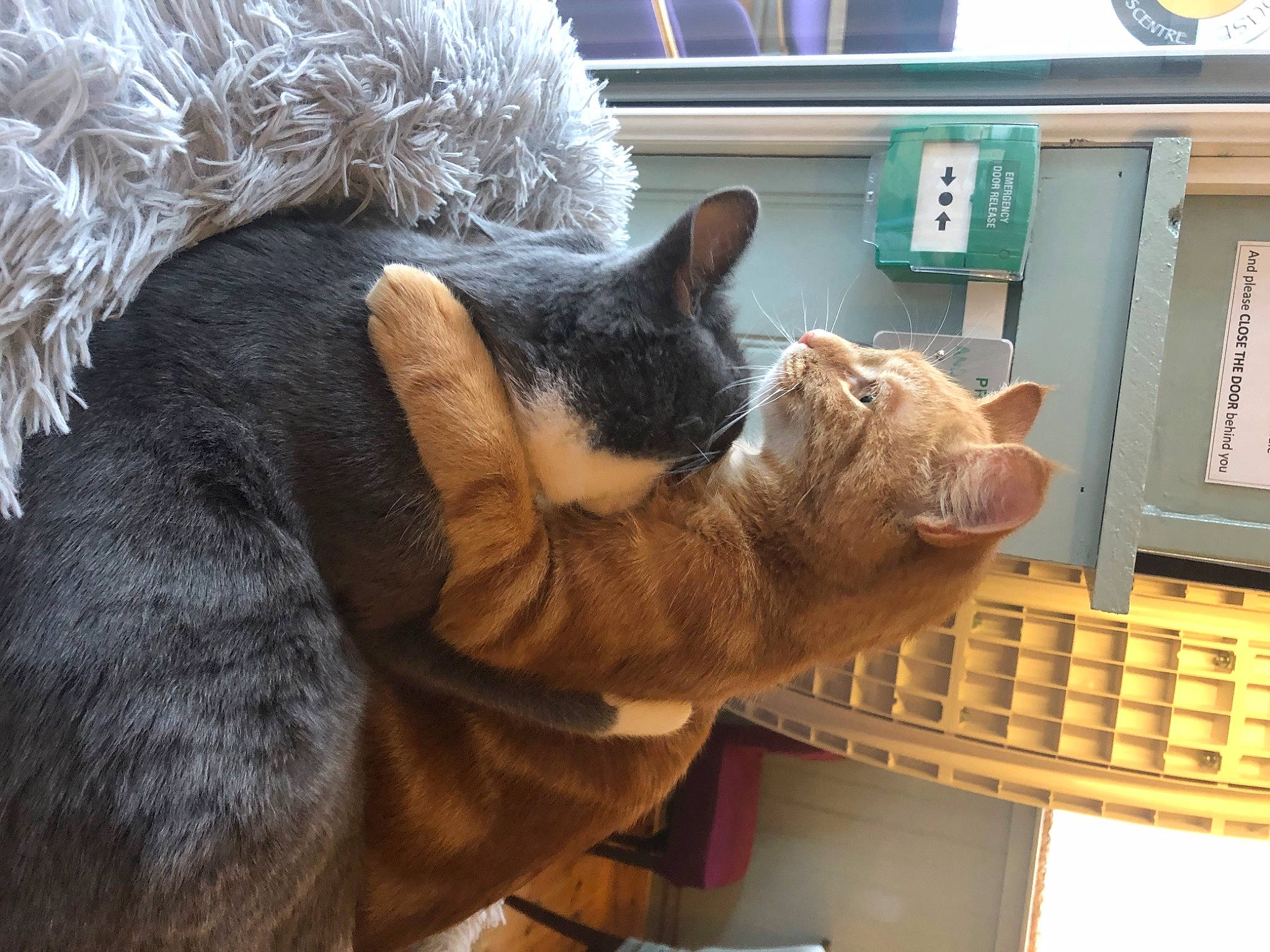 Dave joined the competition — help win amazing prizes! carnivore, cat, cat_supply, chartreux, claw, comfort, domestic_short_haired_cat, ear, fawn, felidae, fur, mammal, nap, paw, small_to_medium_sized_cats, snout, tail, vertebrate, whiskers, window