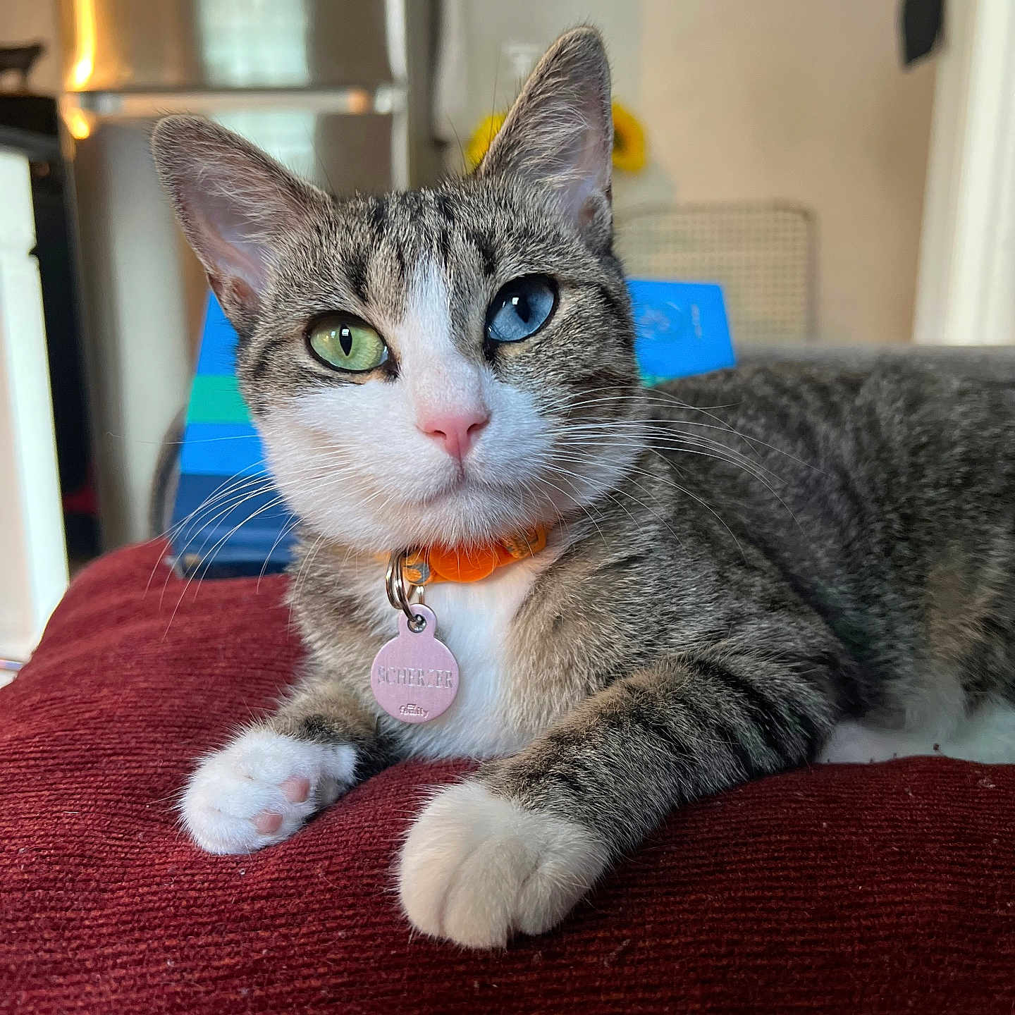 Scherzer is registered to the contest to win money with this photo: abyssinian, accessories, animal, architecture, building, cat, collar, couch, furniture, hardwood, indoors, jewelry, kitten, livingroom, manx, necklace, pet, room, strap, wood