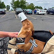 Bentley joined the competition — help win amazing prizes! dog, brown_dog, dachshund, coffee_cup, starbucks_logo, shopping_cart, harness, hand, parking_lot, cars, people, trees, cloudy_sky, asphalt, pet, cute, cup_on_head, leash, padded_bed, outdoor