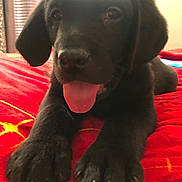 Trouble joined the competition — help win amazing prizes! puppy, dog, black_dog, tongue_out, close_up, paw, pet, cute, animal, lying_down, indoor, blanket, red_blanket, young_dog, fur, adorable, playful, face, nose, ears