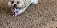 Bear joined the competition — help win amazing prizes! dog, small_dog, carpet, indoor, pet, chewing, sock, baby_gate, blanket, floor, fur, cute, animal, mischievous, resting, white_dog, playful, household, domestic, companion