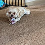 dog, small_dog, carpet, indoor, pet, chewing, sock, baby_gate, blanket, floor, fur, cute, animal, mischievous, resting, white_dog, playful, household, domestic, companion