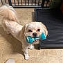 Bear is registered to the contest to win money with this photo: dog, toy, pet_bed, floor, tile, gate, indoor, small_dog, white_dog, playful, mouth_holding, sneakers, paw, fur, pet_toy, looking_up, domestic, cute, companion, animal