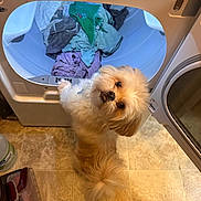 Bear is registered to the contest to win money with this photo: dog, small_dog, fluffy, laundry, dryer, clothes, floor, tile_floor, indoor, pet, looking_up, open_dryer, household, cozy, slipper, home, cute, white_dog, fur, domestic