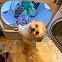dog, small_dog, fluffy, laundry, dryer, clothes, floor, tile_floor, indoor, pet, looking_up, open_dryer, household, cozy, slipper, home, cute, white_dog, fur, domestic