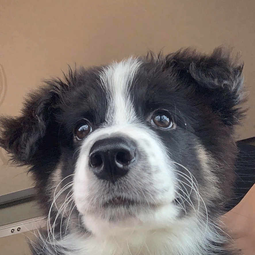 Raytone participe au concours pour gagner de l'argent avec cette photo : accessories, animal, canine, cockerspaniel, collie, dog, door, drawer, eskimodog, face, furniture, head, husky, indoors, papillon, person, pet, photography, puppy, snout