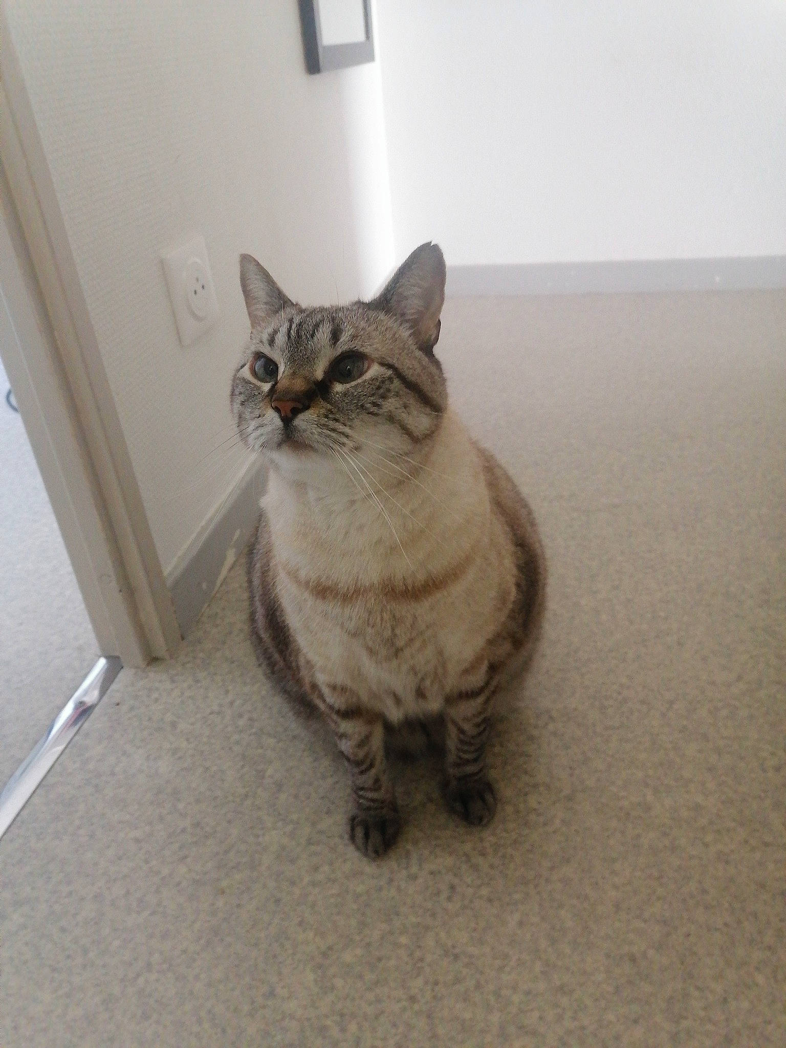 Caramel a rejoint le concours — aidez-le/la à gagner de superbes lots ! carnivore, cat, comfort, domestic_short_haired_cat, door, fawn, felidae, flooring, fur, grey, hardwood, paw, sand, small_to_medium_sized_cats, snout, tail, terrestrial_animal, whiskers, window, wood