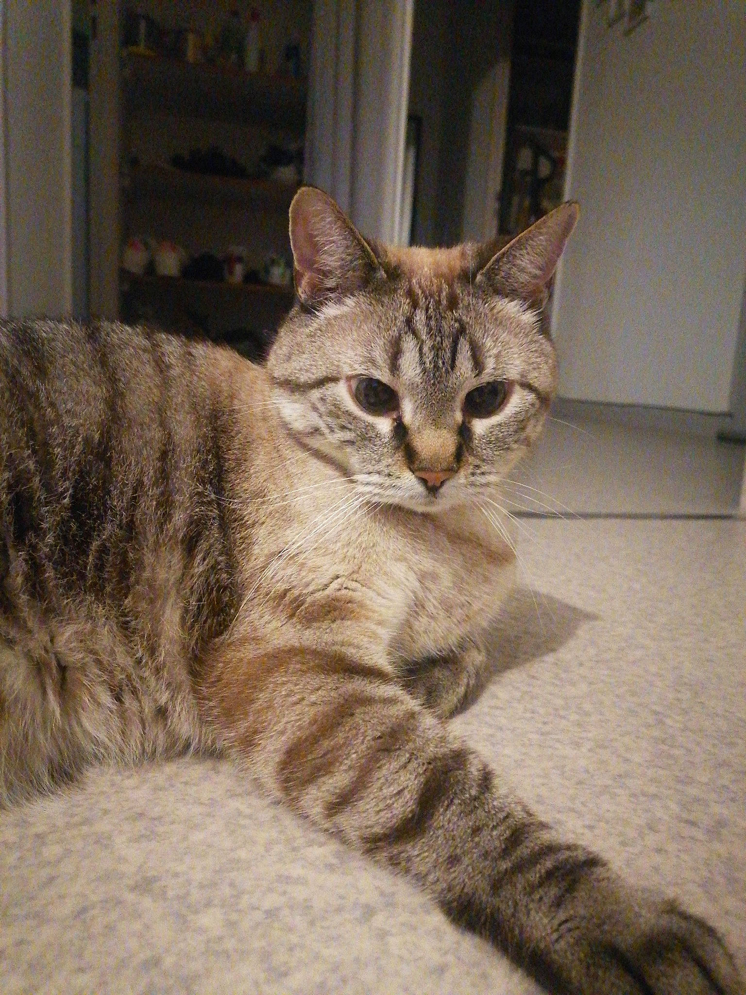 Caramel a rejoint le concours — aidez-le/la à gagner de superbes lots ! carnivore, cat, claw, comfort, domestic_short_haired_cat, door, felidae, flooring, foot, fur, paw, sitting, small_to_medium_sized_cats, snout, tail, terrestrial_animal, whiskers, wildlife