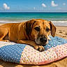 dog, beach, ocean, sea, sand, sky, clouds, shoreline, brown_dog, lying_down, portrait, animal, pet, floppy_ears, dark_nose, brown_fur, cushion, patchwork, outdoor, vacation