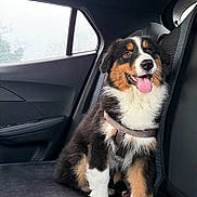 Aïko a rejoint le concours — aidez-le/la à gagner de superbes lots ! animal, black_fur, brown_fur, car_interior, cute, dog, fur, happy, harness, indoor, leash, pet, puppy, rainy_window, seat, sitting, tongue_out, tricolor, white_fur, window