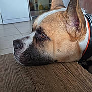 Colombiana participe au concours pour gagner de l'argent avec cette photo : dog, side_view, resting, table, wooden_table, kitchen, appliance, refrigerator, oven, tile_floor, brown, white, black, pet, domestic_animal, close_up, indoor, collar, ears, snout