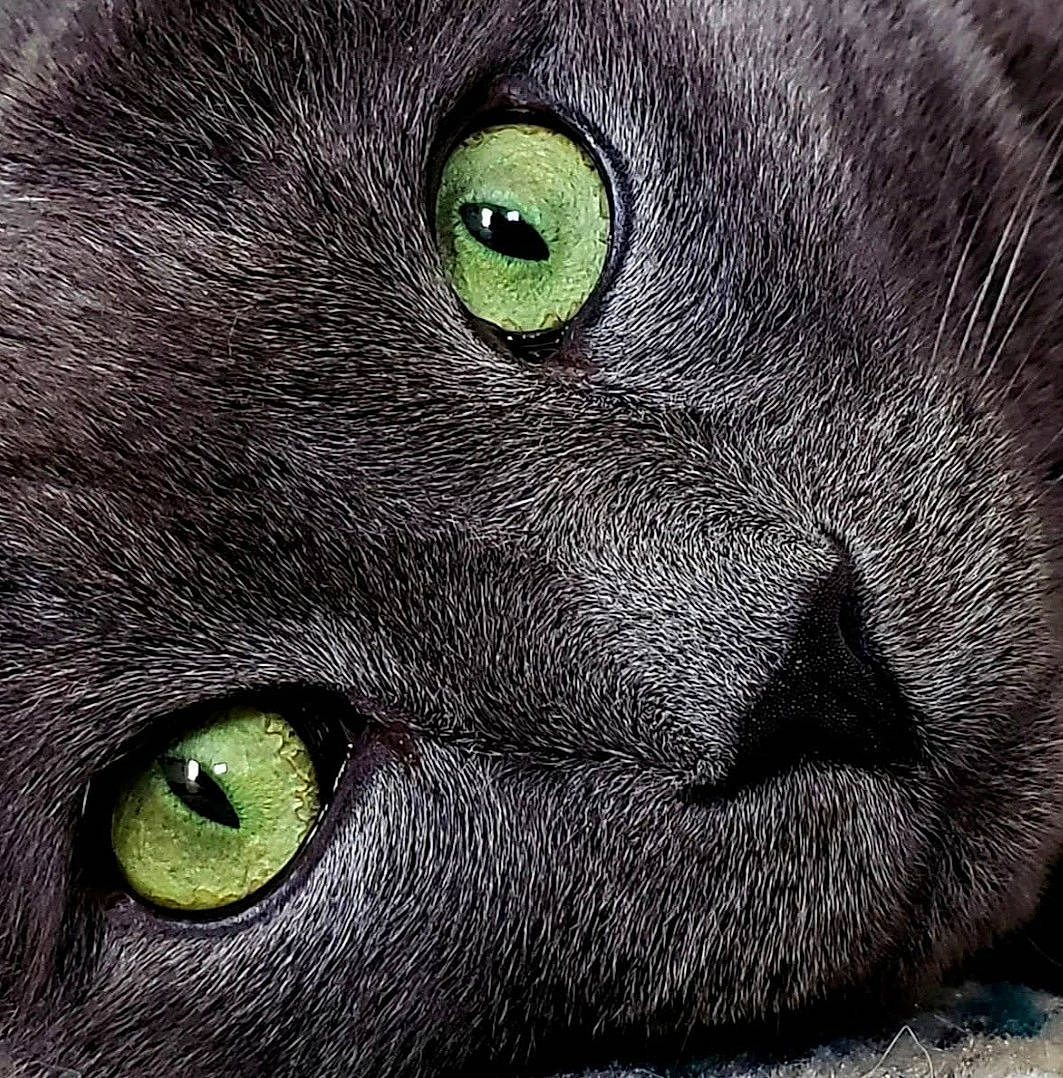 Storm joined the competition — help win amazing prizes! art, black_cat, bombay, carnivore, cat, close_up, domestic_short_haired_cat, eye, felidae, fur, green, grey, head, iris, small_to_medium_sized_cats, snout, terrestrial_animal, whiskers, white, wildlife