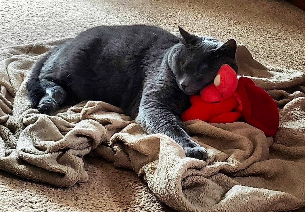 Storm is registered to the contest to win money with this photo: bed, bed_sheet, bedding, black_cat, carmine, carnivore, cat, claw, comfort, domestic_short_haired_cat, felidae, fur, grey, linens, mammal, paw, small_to_medium_sized_cats, snout, tail, whiskers