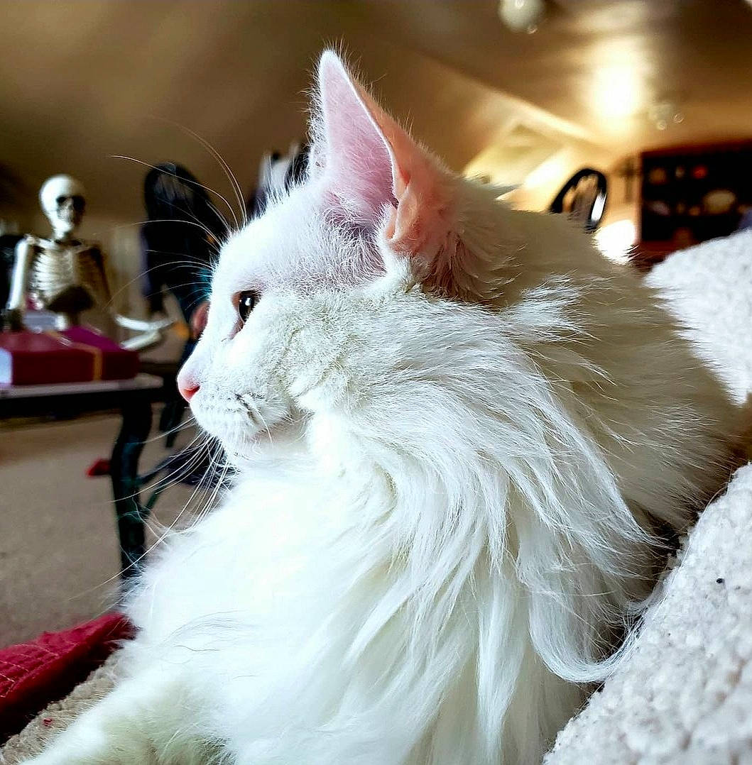 Noona is registered to the contest to win money with this photo: carnivore, cat, comfort, event, felidae, fur, maine_coon, paw, small_to_medium_sized_cats, tail, whiskers, window