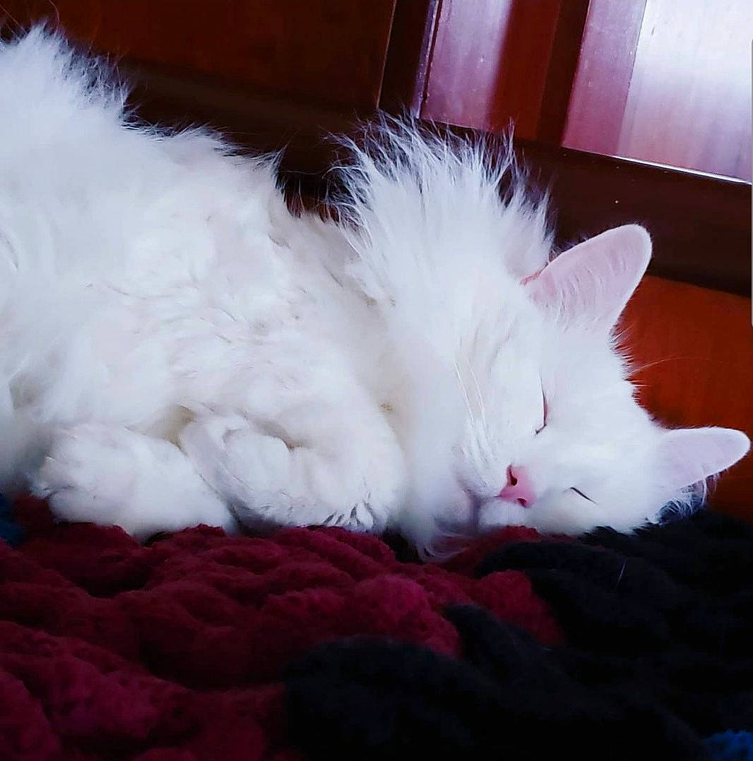 Noona is registered to the contest to win money with this photo: carnivore, cat, claw, comfort, event, felidae, fur, magenta, nap, paw, small_to_medium_sized_cats, snout, tail, whiskers, window