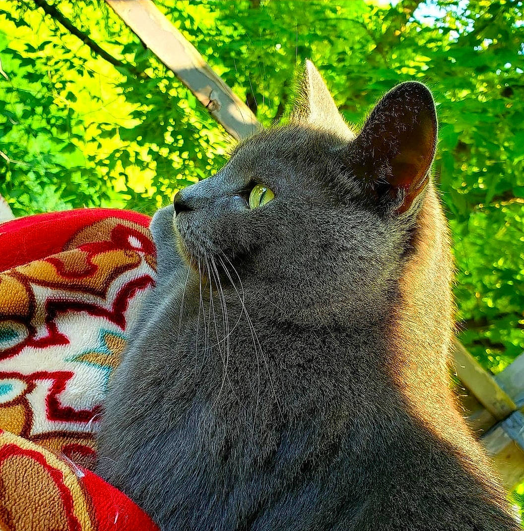 Crowley joined the competition — help win amazing prizes! black_cat, carnivore, cat, comfort, domestic_short_haired_cat, fawn, felidae, fur, grass, grey, groundcover, pattern, plant, sitting, small_to_medium_sized_cats, snout, tail, terrestrial_animal, tree, whiskers