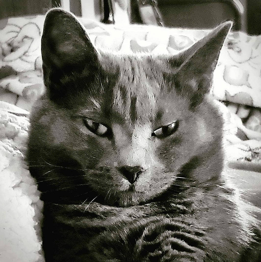 Crowley joined the competition — help win amazing prizes! art, black_cat, carnivore, cat, domestic_short_haired_cat, felidae, fur, grey, monochrome, monochrome_photography, paw, photo_caption, plant, small_to_medium_sized_cats, snout, terrestrial_animal, tree, whiskers, wildlife, window