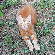 Tigrou participe au concours pour gagner de l'argent avec cette photo : kitten, cat, orange_tabby, stretching, grass, outdoor, curious, fluffy, pet, animal, young, feline, nature, ground, whiskers, ears, paws, cute, playful, alert