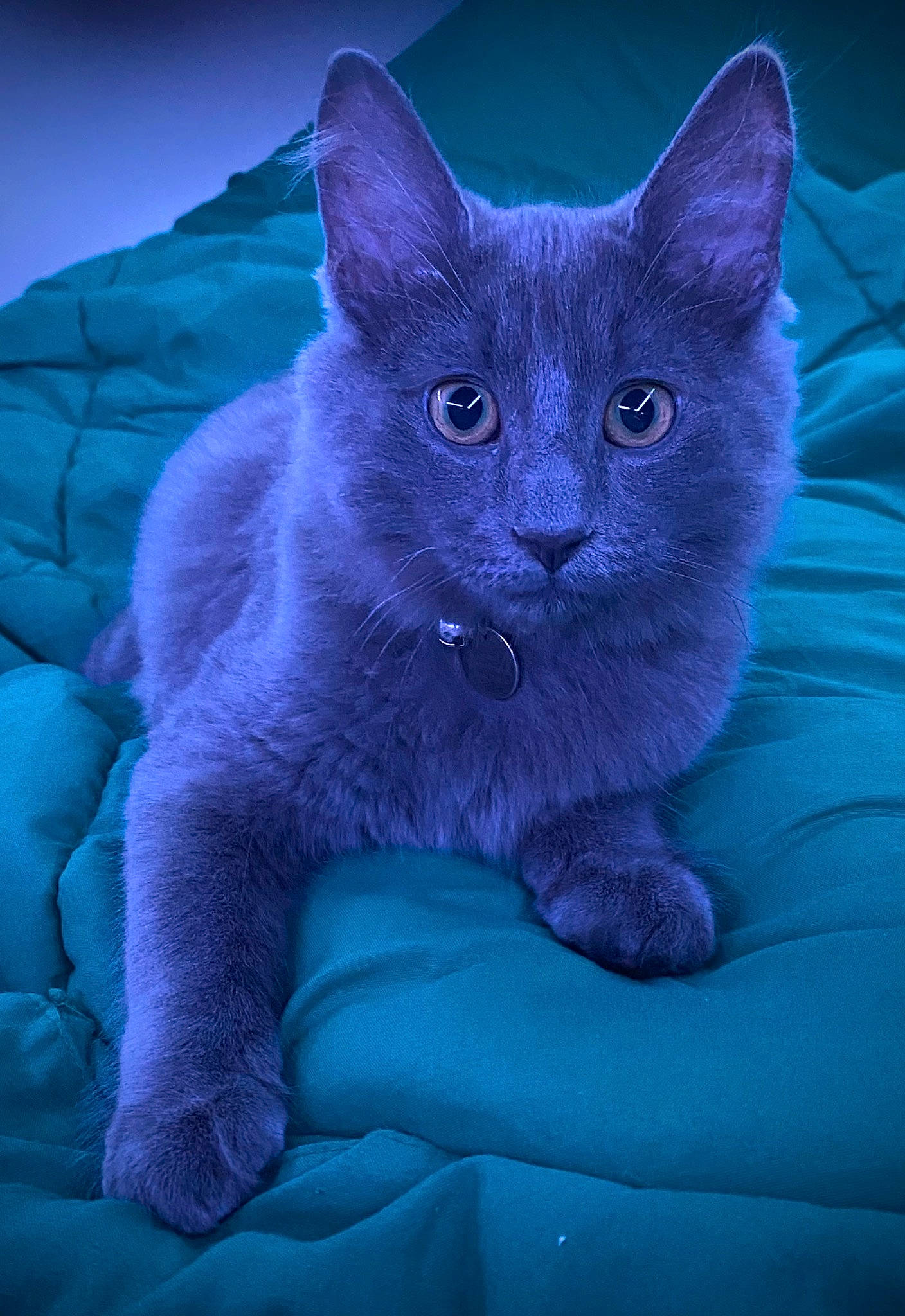 Boog joined the competition — help win amazing prizes! aqua, blue, carnivore, cat, cat_supply, comfort, domestic_short_haired_cat, electric_blue, eye, felidae, fur, magenta, purple, russian_blue, small_to_medium_sized_cats, snout, tail, whiskers, window