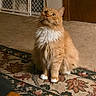 Seamus joined the competition — help win amazing prizes! animal, attention, baby_gate, carpet, cat, cozy, domestic_cat, floor, fluffy, fur, furniture, home, indoor, looking_up, orange_cat, pet, rug, sitting, whiskers, wooden_door