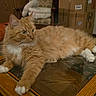 Seamus is registered to the contest to win money with this photo: alert, cardboard_box, carpet, cat, chair, cozy, curious, cushion, framed_photo, fur, furniture, glass_table, home_decor, indoor, living_room, orange_tabby, pet, relaxed, white_paws, wooden_table