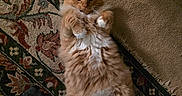 Seamus joined the competition — help win amazing prizes! carpet, cat, cozy, domestic_animal, feline, floor, fluffy, foot, fur, indoor, looking_up, lying_down, orange_cat, patterned_rug, paw, pet, relaxed, rug, sock, white_paws
