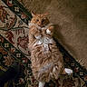 carpet, cat, cozy, domestic_animal, feline, floor, fluffy, foot, fur, indoor, looking_up, lying_down, orange_cat, patterned_rug, paw, pet, relaxed, rug, sock, white_paws