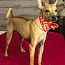Charles a rejoint le concours — aidez-le/la à gagner de superbes lots ! dog, tan_dog, scarf, bed, red_bedspread, wooden_wardrobe, plush_toy, teddy_bear, indoor, pet, alert, standing, canine, fur, ears_up, collar, decor, room, furniture, cute