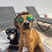 Charles a rejoint le concours — aidez-le/la à gagner de superbes lots ! dog, dogs, sunglasses, hat, outdoor, sunny, relaxed, pet, animal, brown_dog, black_dog, canine, sitting, companion, leisure, shadow, patio, towel, summer, chill