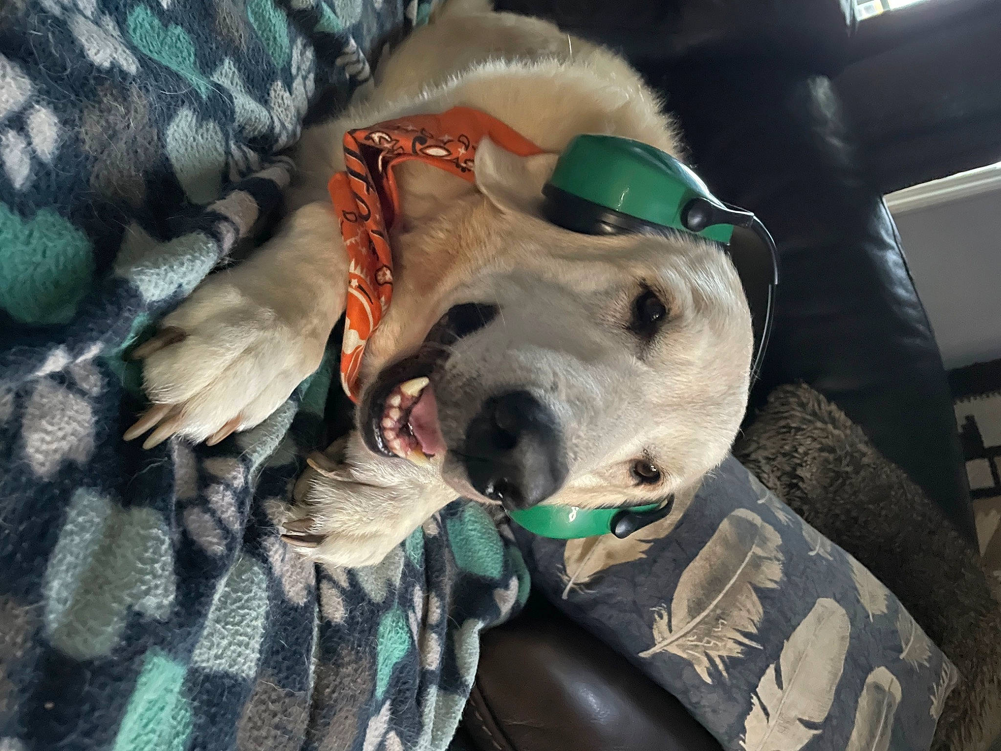 Blondee joined the competition — help win amazing prizes! canidae, carnivore, collar, comfort, companion_dog, dalmatian, dog, dog_breed, dog_collar, dog_supply, fawn, fur, guard_dog, pattern, smile, snout, sporting_group, tartan, whiskers, working_animal