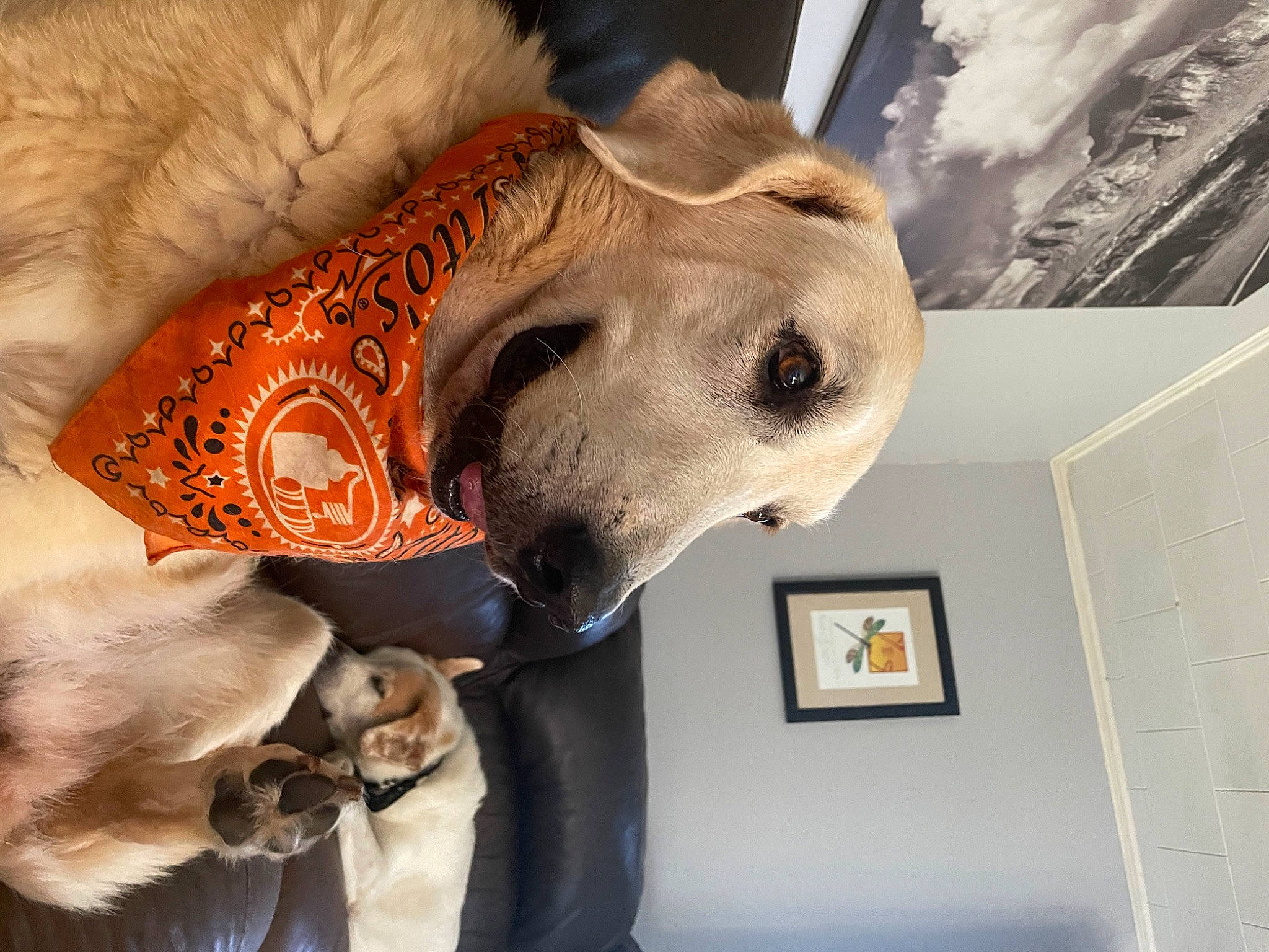Blondee is registered to the contest to win money with this photo: canidae, carnivore, collar, companion_dog, dog, dog_breed, dog_collar, dog_supply, fashion_accessory, fawn, fur, guard_dog, hat, linens, pet_supply, picture_frame, selfie, sporting_group, whiskers, working_animal