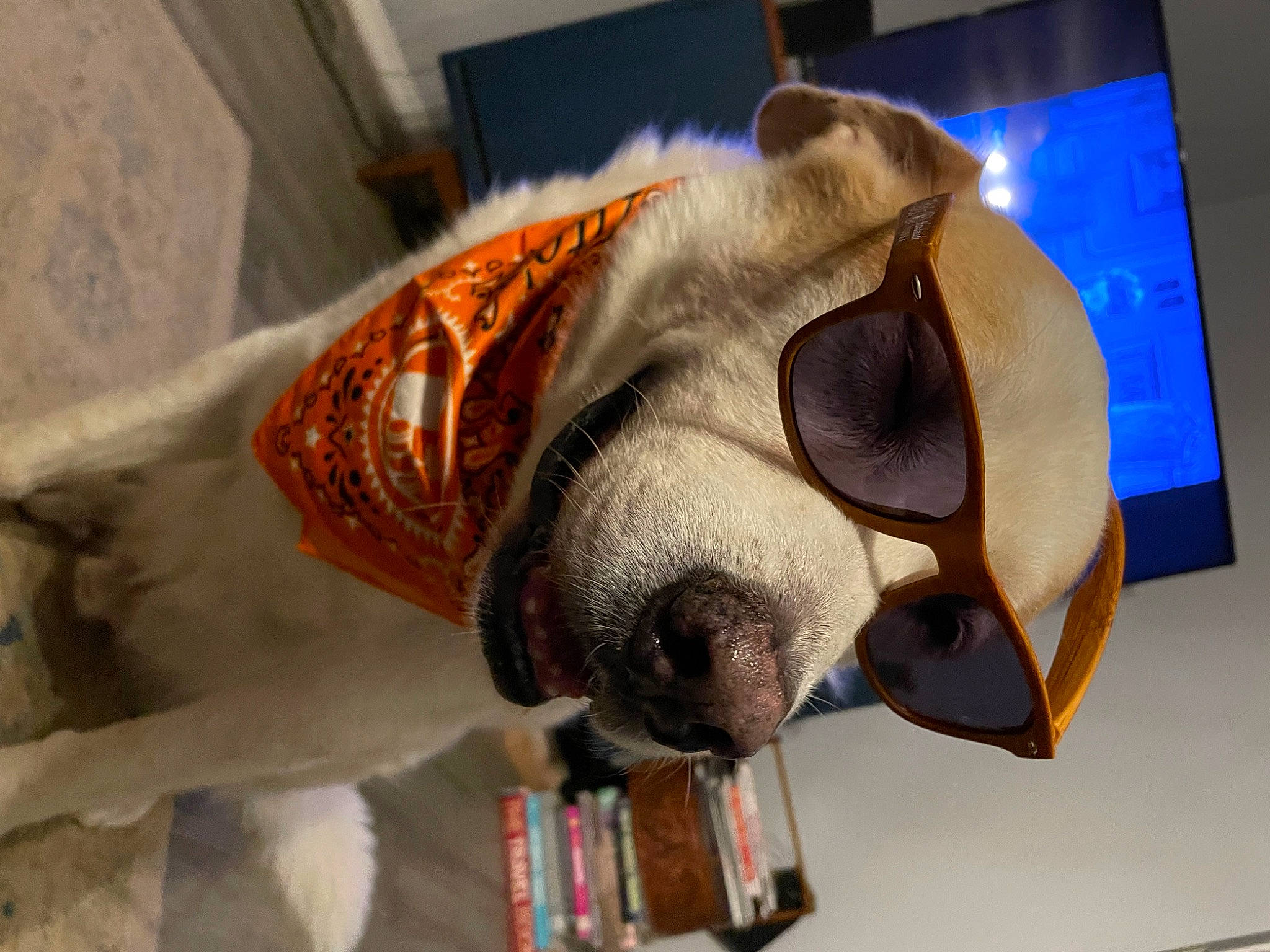 Atticus is registered to the contest to win money with this photo: art, canidae, carnivore, dog, dog_breed, eyewear, fawn, felidae, fur, hat, personal_protective_equipment, sculpture, selfie, snout, sporting_group, sunglasses, visual_arts, whiskers, window, working_animal