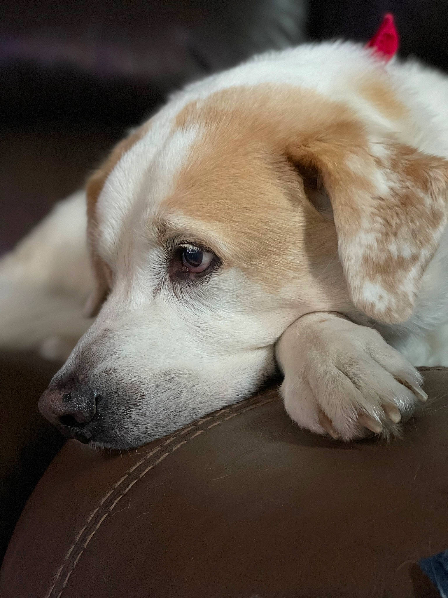 Atticus is registered to the contest to win money with this photo: canidae, carnivore, companion_dog, dog, dog_breed, ear, fawn, fur, snout, sporting_group, terrestrial_animal, whiskers, working_animal