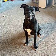 Dexter is registered to the contest to win money with this photo: dog, black_dog, pet, carpet, living_room, toy, vacuum_cleaner, window, natural_light, furniture, floor, indoor, household_item, white_patch, sitting, attentive, animal, domestic, ears, eyes