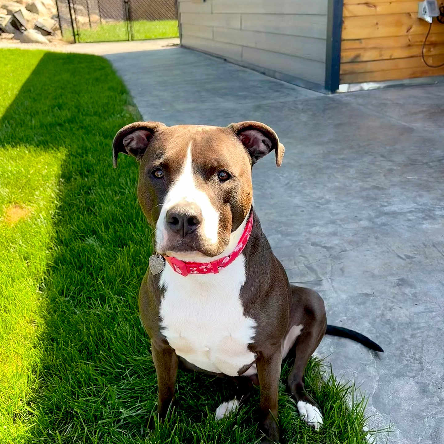 Willow joined the competition — help win amazing prizes! dog, brown_dog, white_dog, collar, grass, concrete, outdoor, fence, house, sidewalk, pet, canine, sitting, daylight, sunlight, yard, animal, nature, domestic_animal, portrait