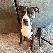 Willow is registered to the contest to win money with this photo: dog, pet, indoor, carpet, couch, brown, white, sitting, canine, animal, companion, fur, ears, face, eyes, tail, household, domestic, cute, portrait