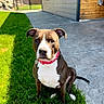 Willow is registered to the contest to win money with this photo: dog, grass, collar, outdoor, pet, animal, greenery, concrete, sunlight, fence, house, wood, sidewalk, sitting, brown, white, ears, tail, portrait, daylight