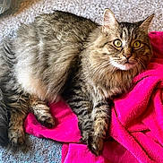 Sassy joined the competition — help win amazing prizes! animal, carpet, cat, cozy, curious, cute, domestic_animal, eyes, feline, fluffy, fur, indoor, laying_down, paws, pet, pink_towel, relaxed, tabby, towel, whiskers