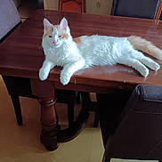 Caramel a rejoint le concours — aidez-le/la à gagner de superbes lots ! cat, feline, white_cat, orange_cat, table, wooden_table, chair, dining_room, indoor, pet, animal, relaxed, fluffy, fur, floor, home, furniture, resting, domestic_cat, domestic_animal